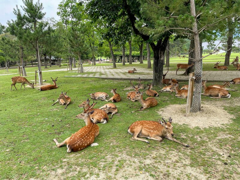 파일:Nara park deers.jpg