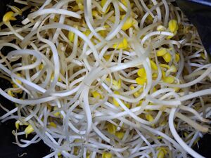 Bean sprouts.jpg