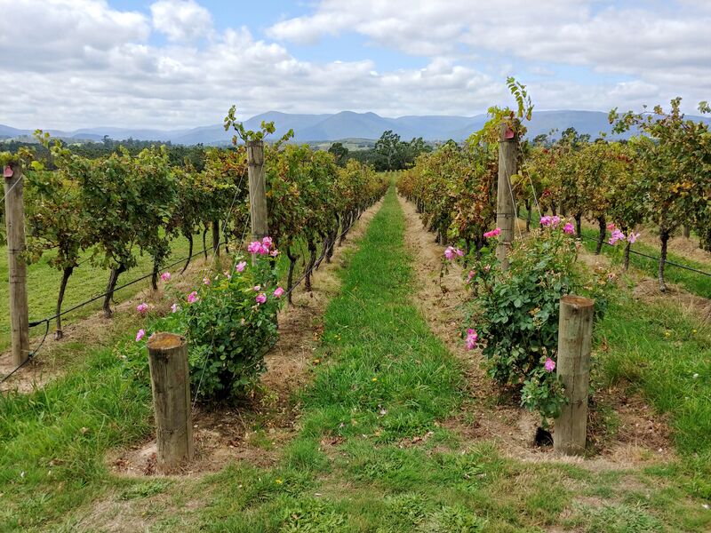파일:Winery vineyard domaine chandon.jpg