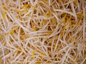 Mung bean sprouts.jpg