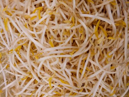 Mung bean sprouts.jpg