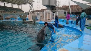 Nagoya port aquarium dolphin.jpg