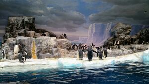 Nagoya port aquarium penguins.jpg